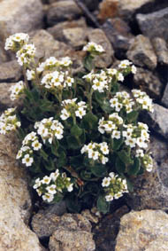 Draba sakurai